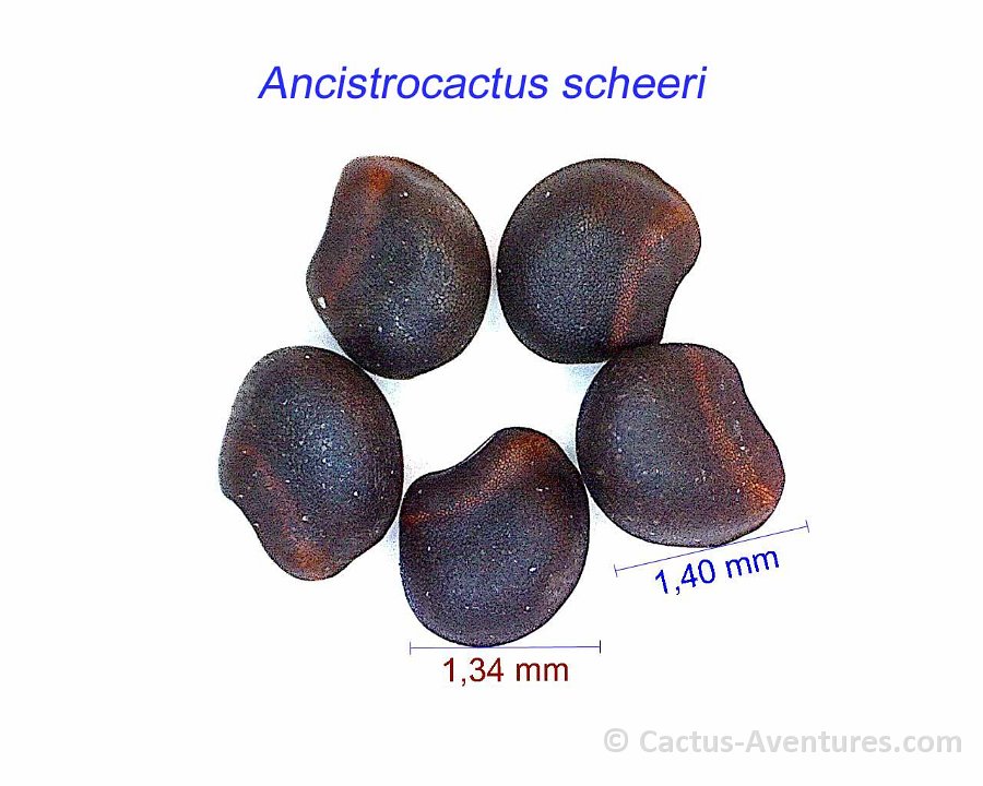 Ancistrocactus scheeri